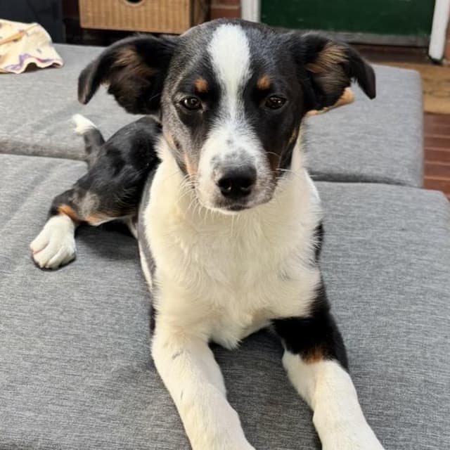 Spunky Pups: Kosmo media 6