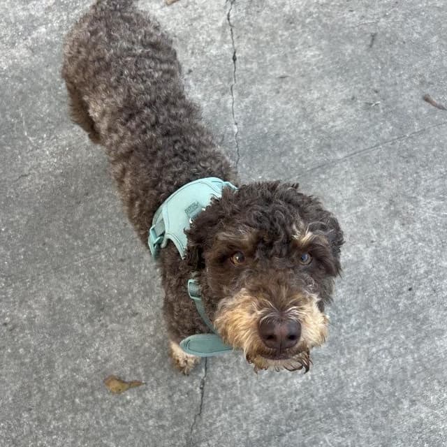 Huck (Benefactor Dog) media 5