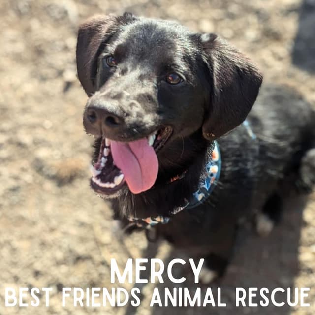 Mercy media 4