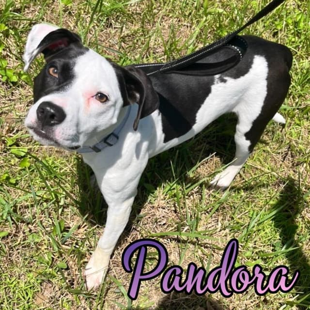 Pandora media 5