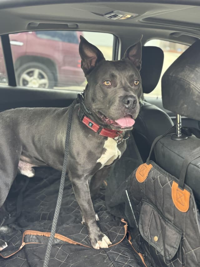 Otis Underbite Toy Loving Angel media 5