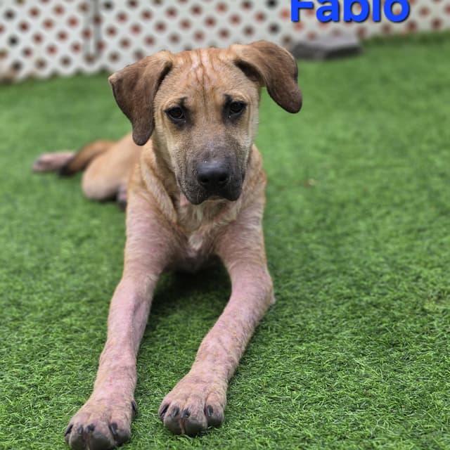 Fabio media 2
