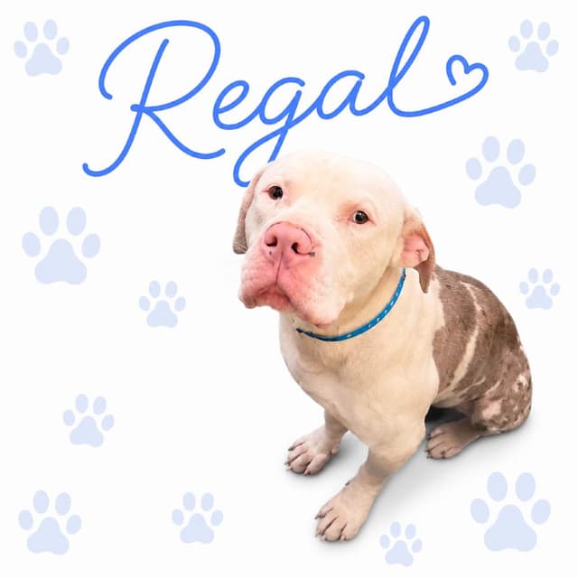 Regal media 5
