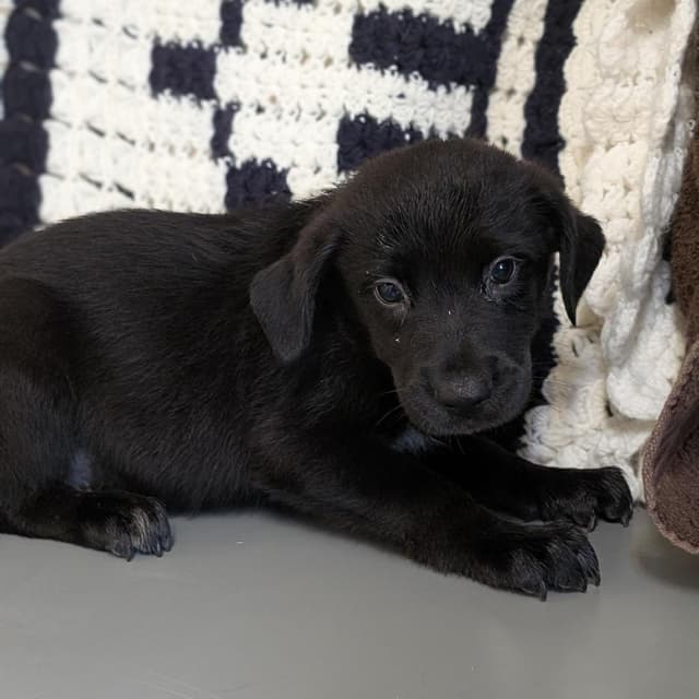 Puppy 11/Abilene media 2