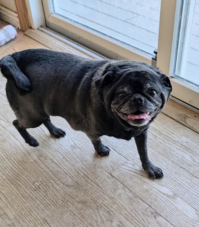 Luna Lou media 2