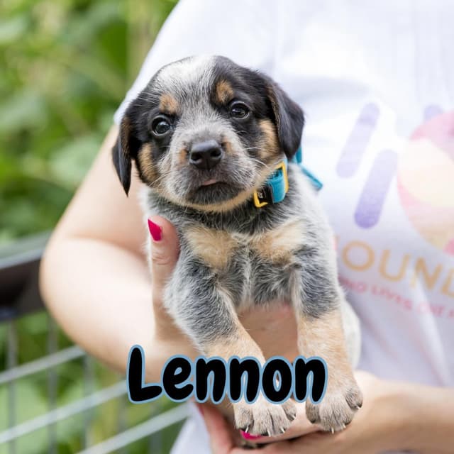 Lennon media 6