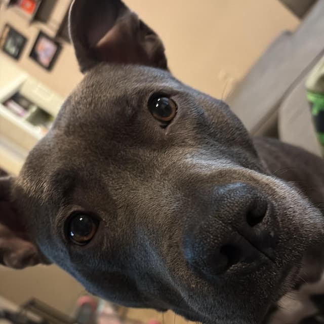 Mr. Pickles media 2