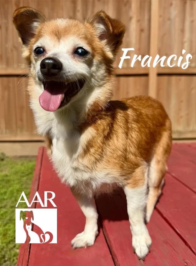 Francis` media 3