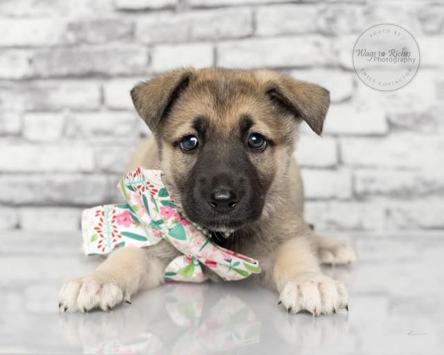 Inga - only 5 lbs. media 3
