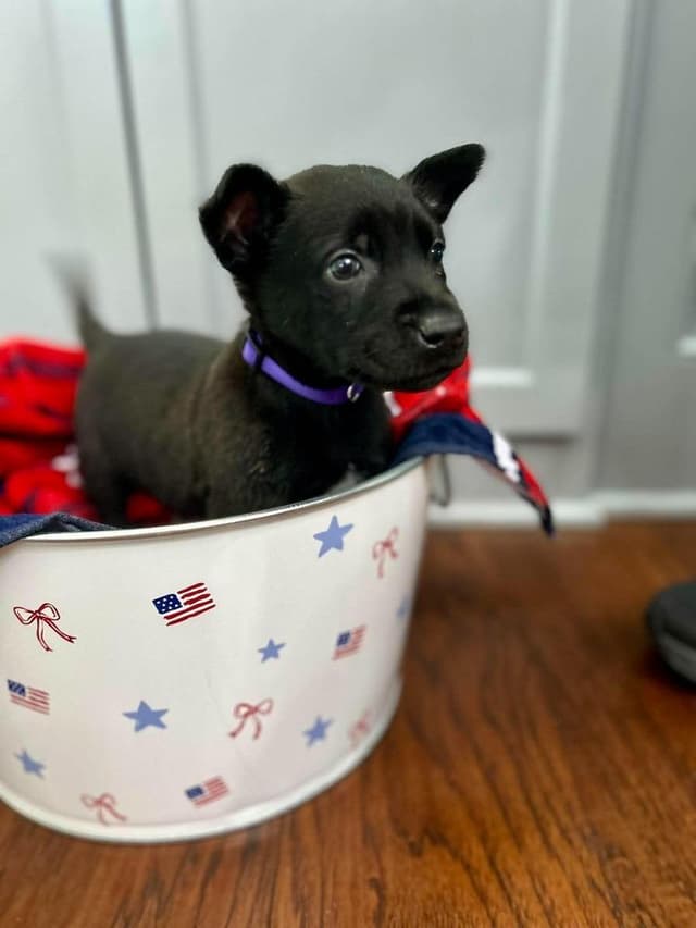 Texas Legends Litter- George (Purple Collar) media 3