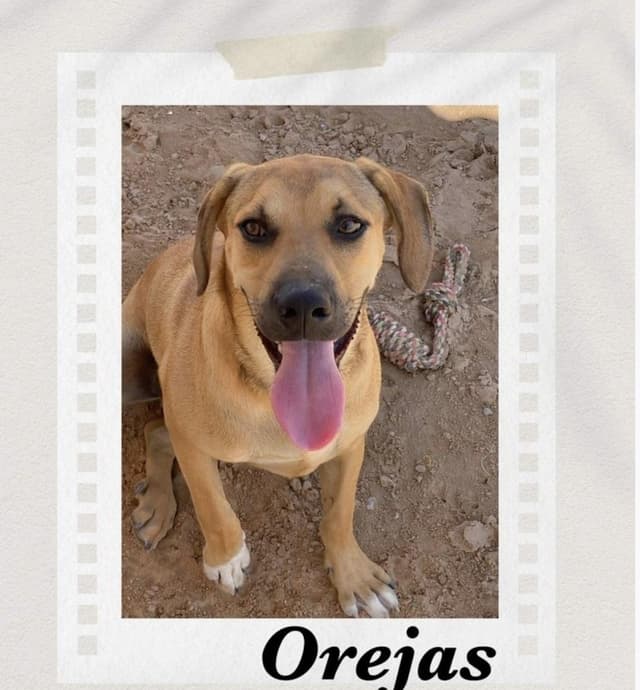 Orejas media 3