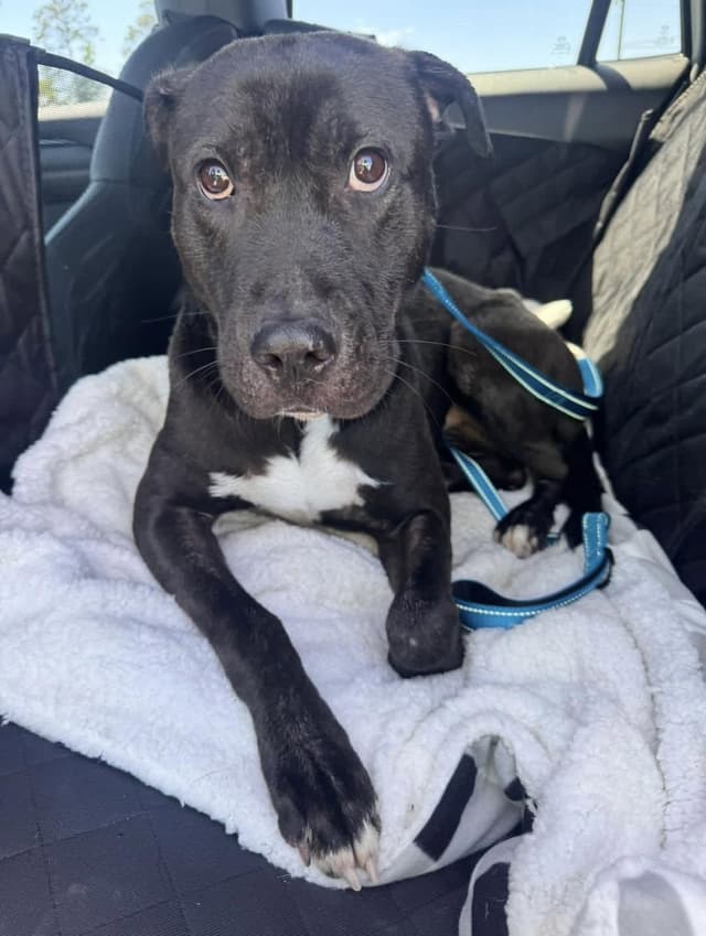 Rhett ( super affectionate, house trained, crate trained, friendly) media 2