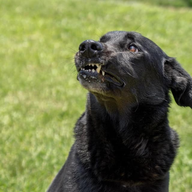 Sirius Black media 6