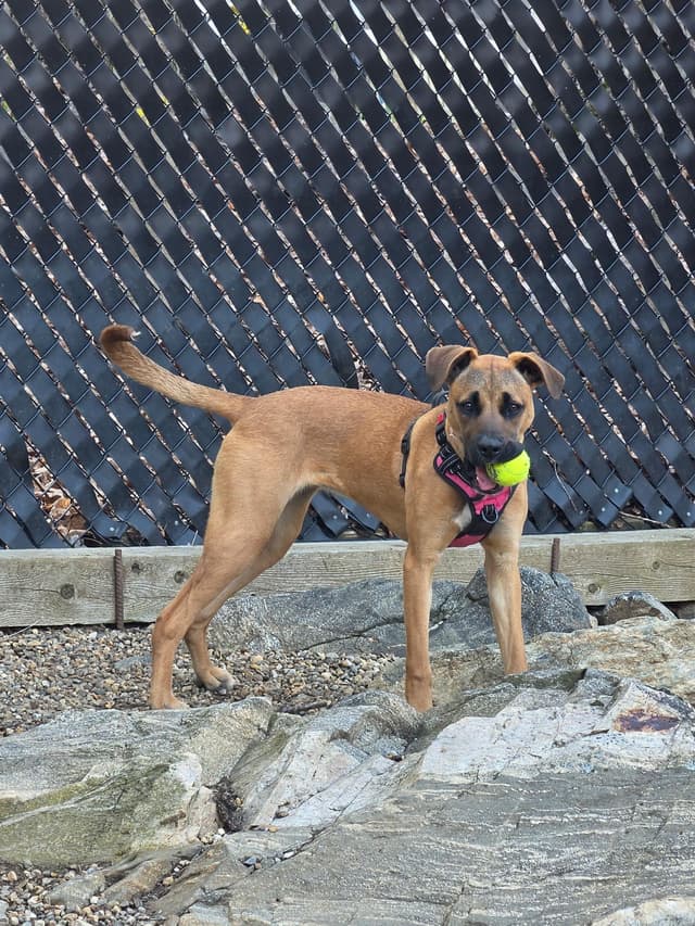 Noelle (Hiking Companion, Affectionate, Trained) media 3