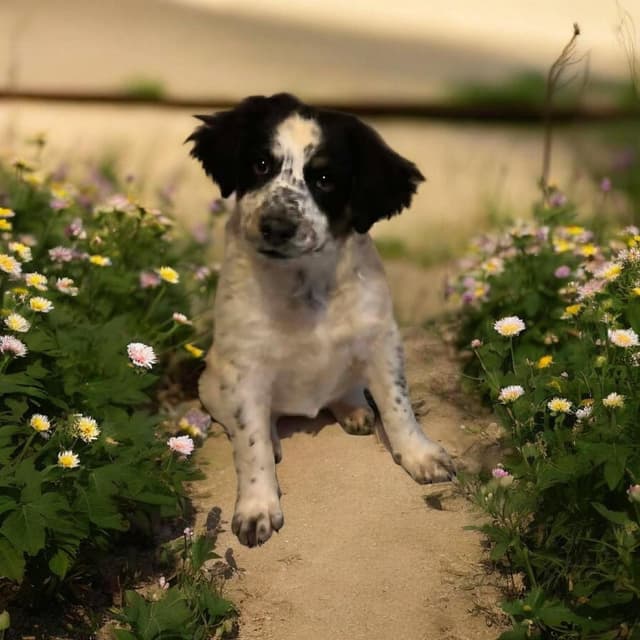 Sapling Pups - Oakley media 2