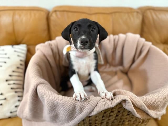 Joan the family pup media 2