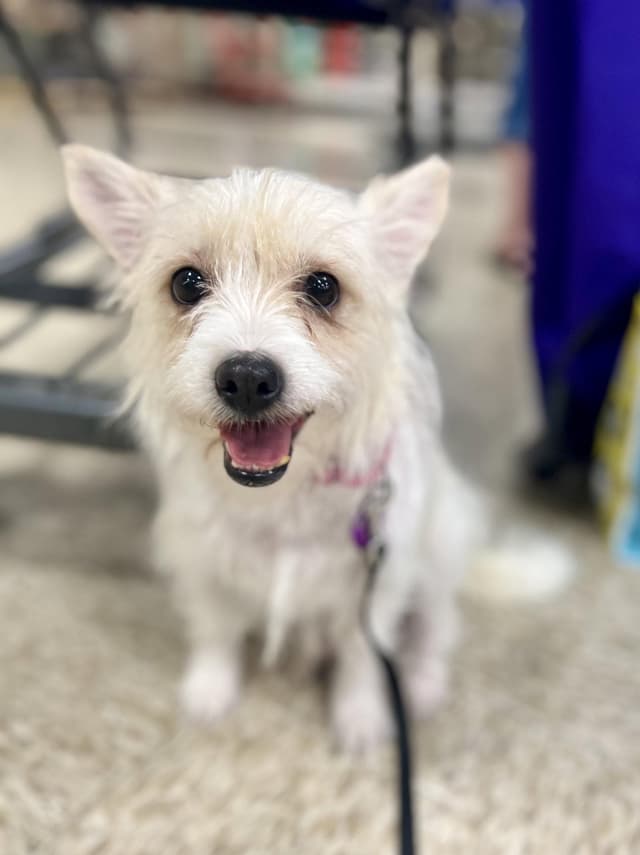 Magnolia Mae media 2