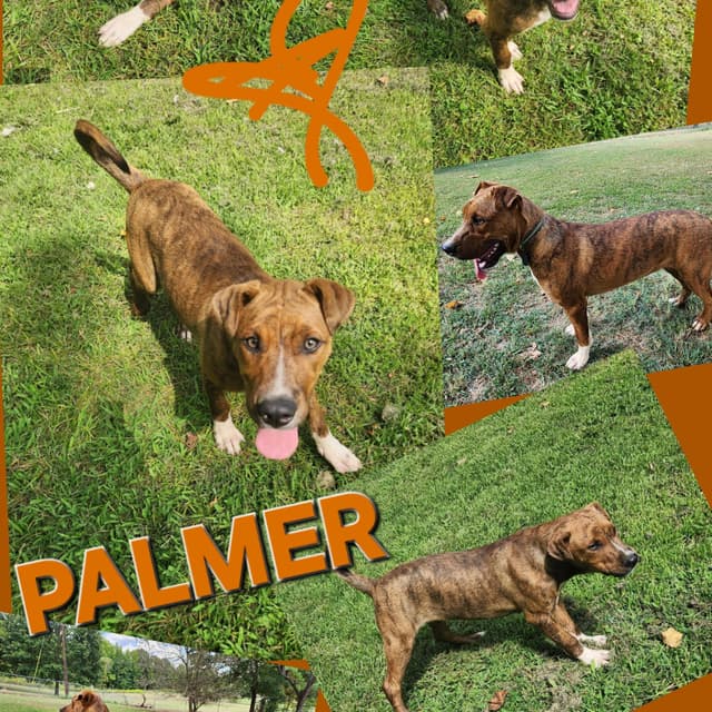 Palmer media 2