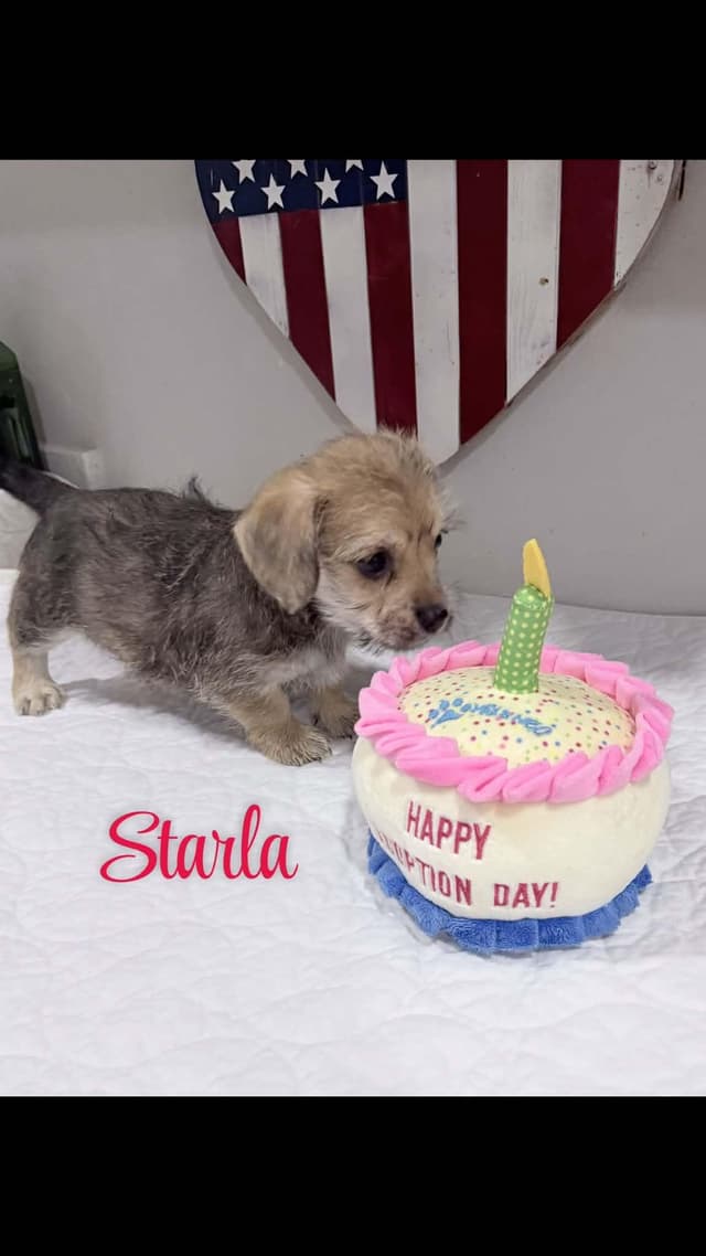 Starla media 3