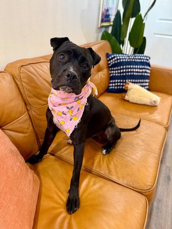 Vixen Doll the Pocket Pittie Cutie media 2