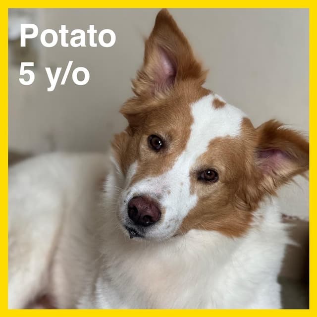 Potato media 2
