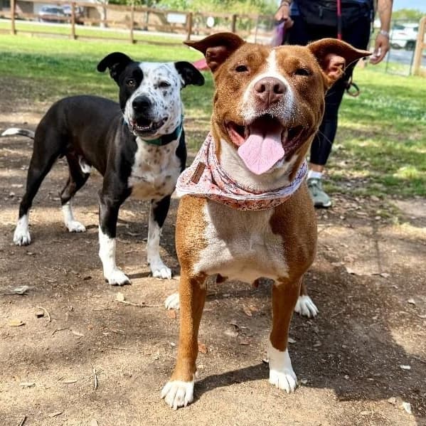 Paisley Love brings connection and affection media 4