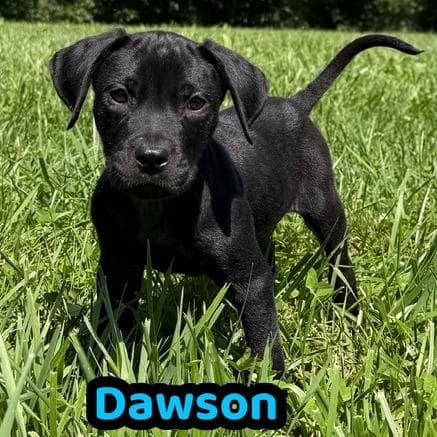 Dawson media 3