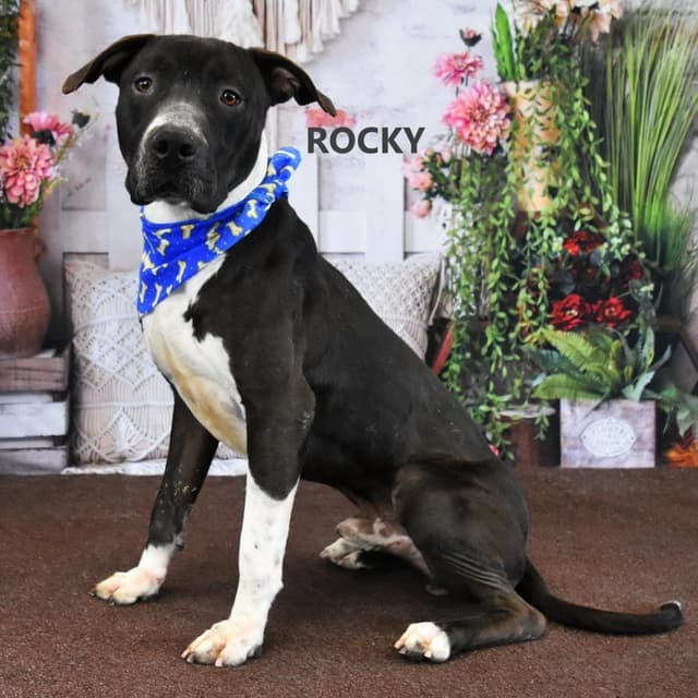 Rocky media 3