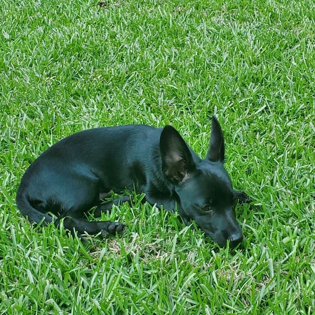Peewee dachshund media 2
