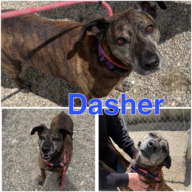 DASHER media 2