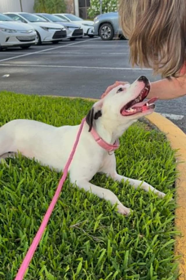 BARBIE - Foster or Adopter needed media 5