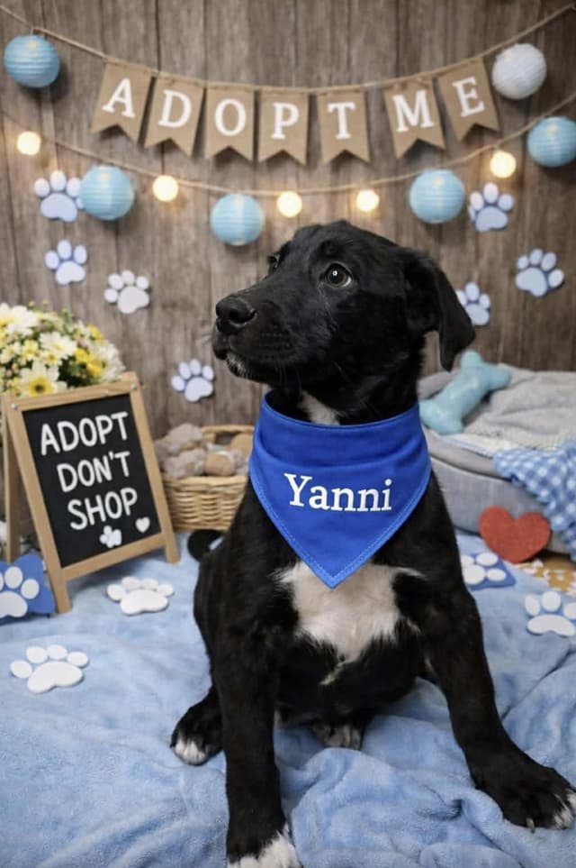 Yanni media 2