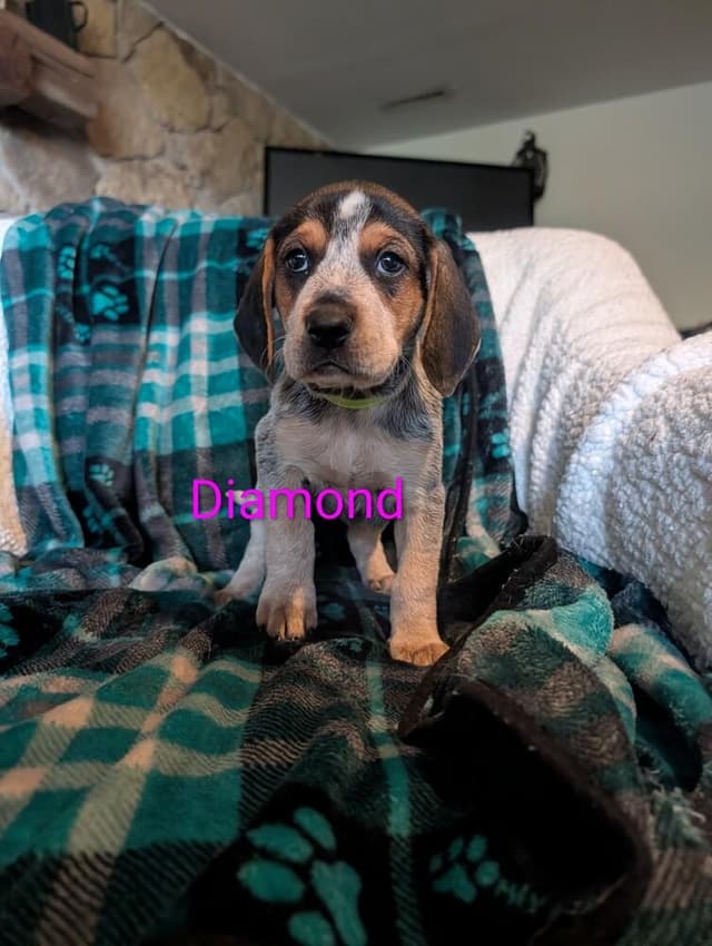 Diamond Derby media 2