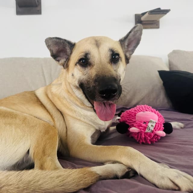 Penny(Poppy) media 2