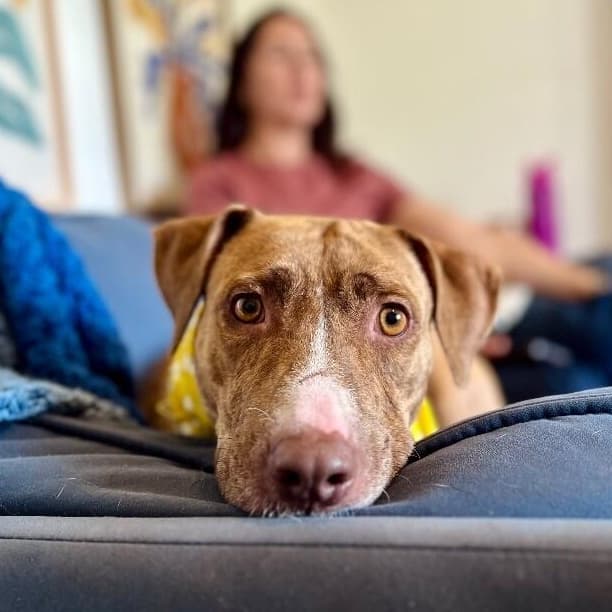 Goldie Golden the Quiet Perfect Companion media 2