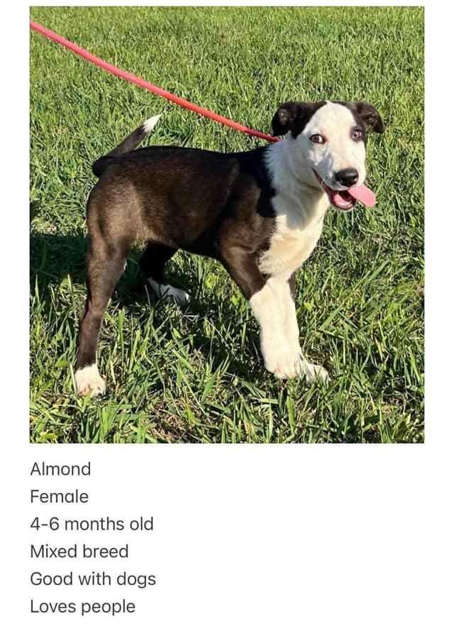 Almond *Help! I need a foster home!* media 2