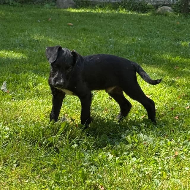 Lane- Graduate of Paws-in-Prison media 5