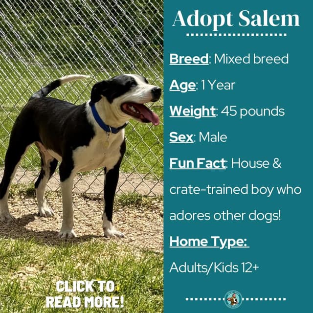 Salem media 3