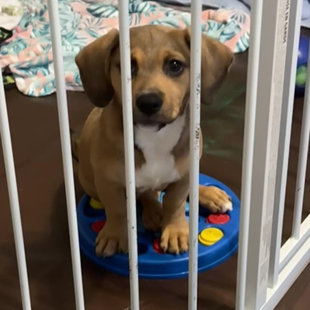 Violet Pound Puppy media 3