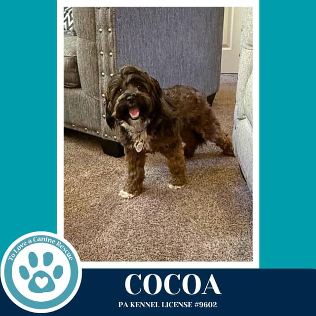 Cocoa (Beethoven's Classics) 032826 media 3