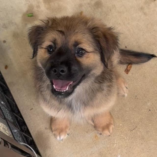 Cookie * Adoption Pending* media 3