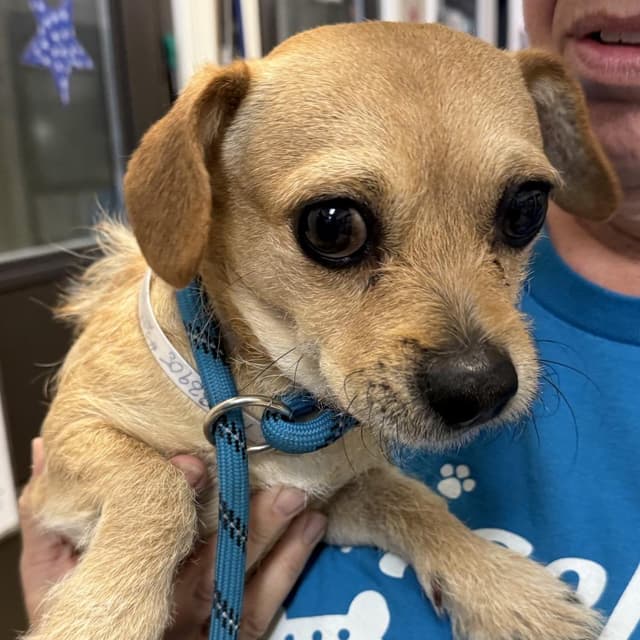 Mushu - Chino Hills Location media 2