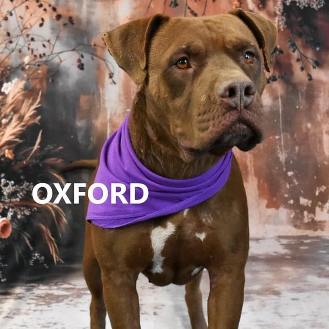 Oxford media 2