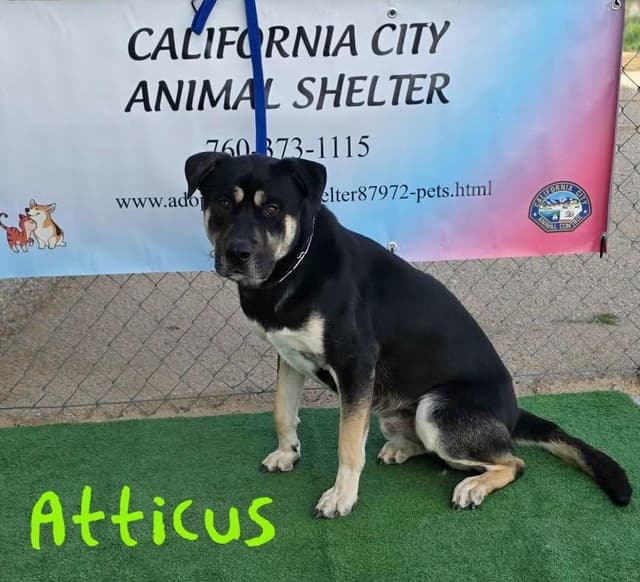 Atticus media 4