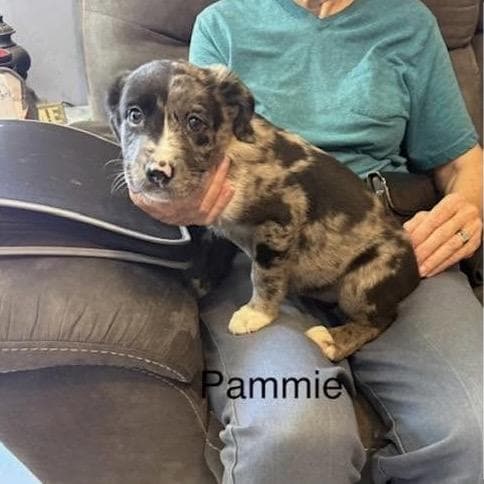 Pammy (P Litter) media 2