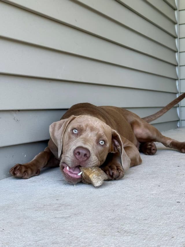 Bart the Lab Mix media 3