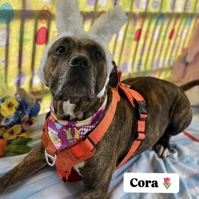 Cora media 3