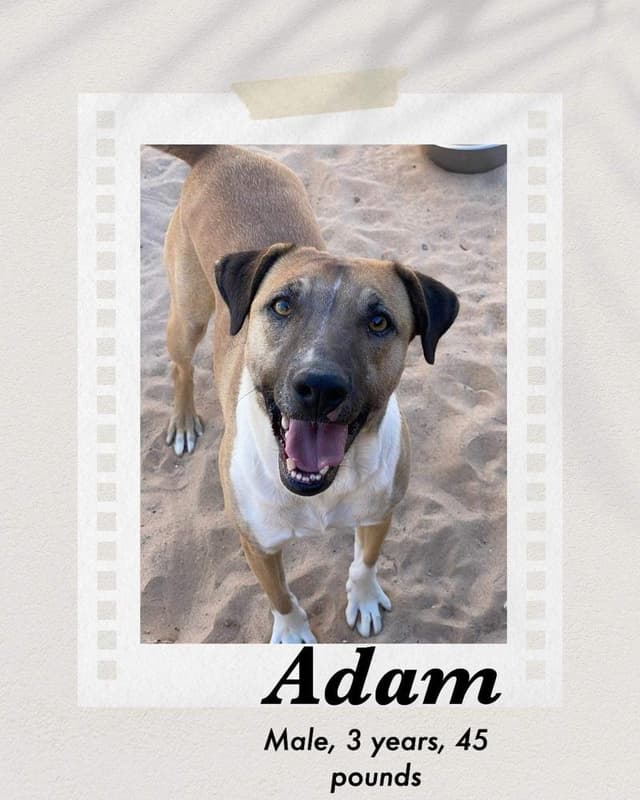 Adam media 2