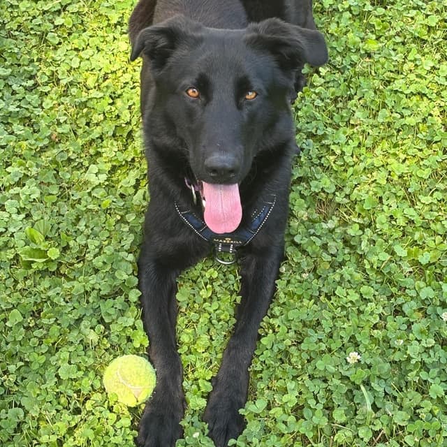 Raven *Adoption Pending* media 4