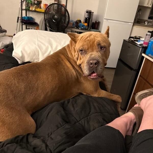 Rodney Roo has Heart Eyes for You media 4
